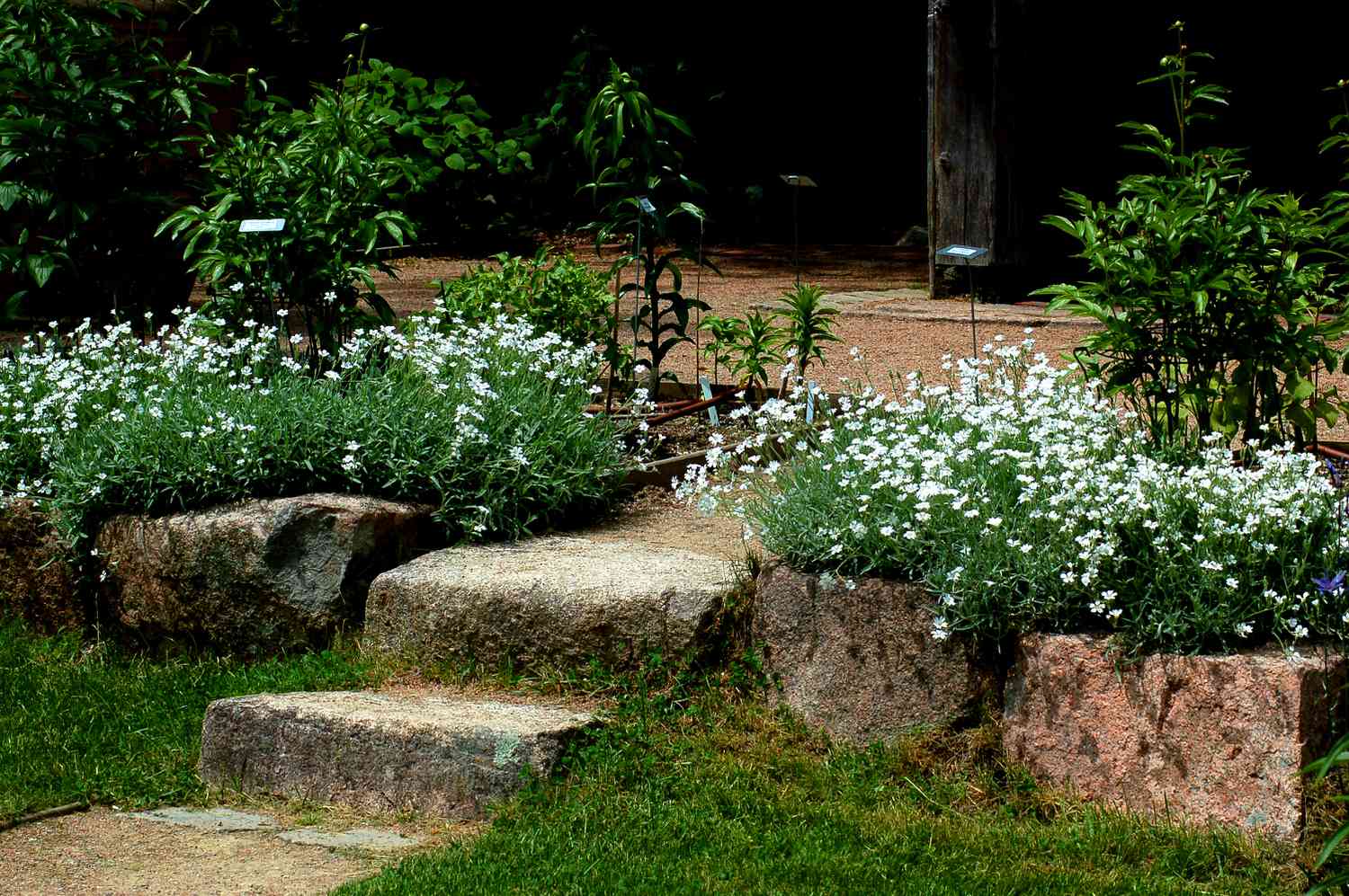 Schnee-im-Sommer-Blumen, die über die Steinmauer wachsen.