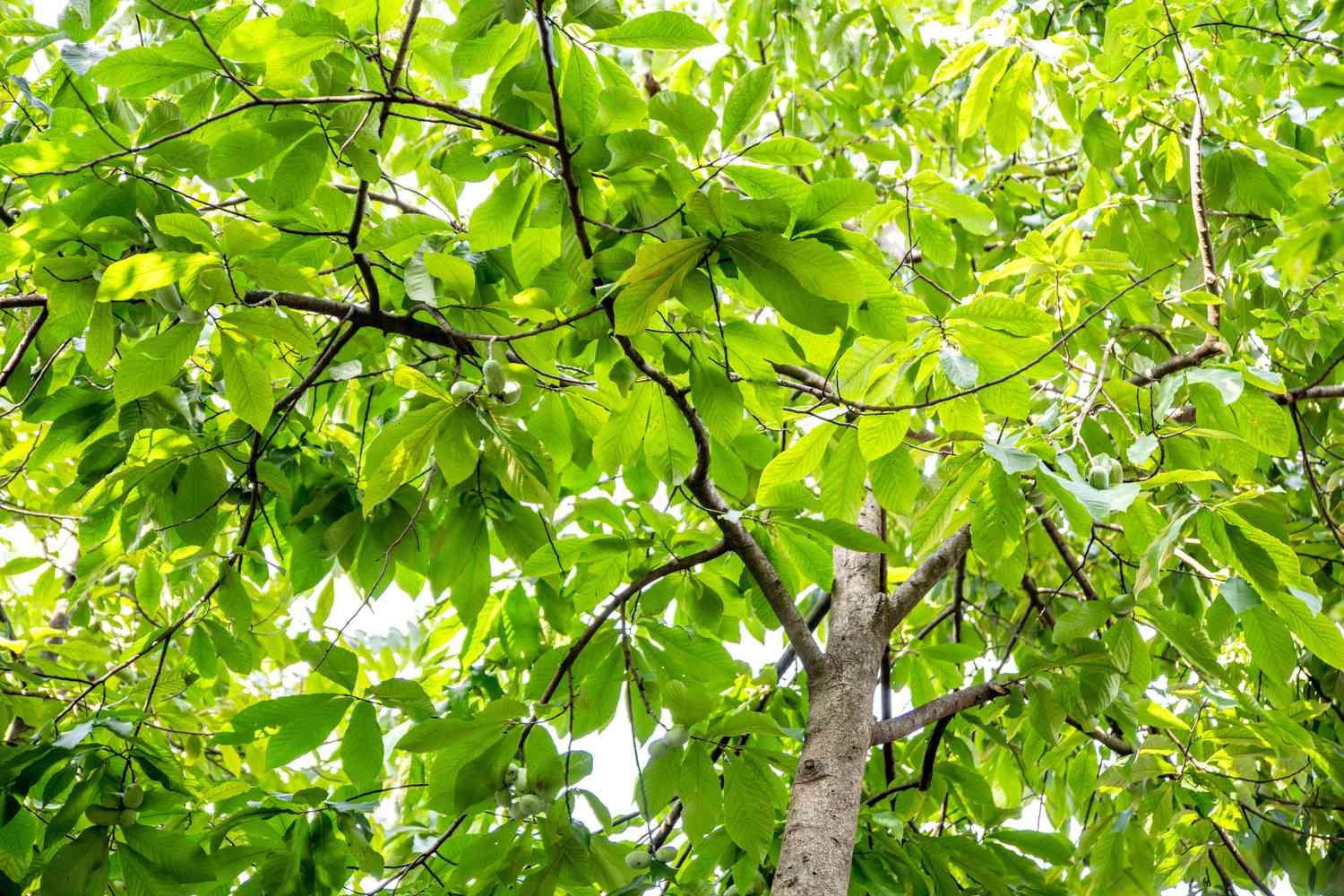 Papayabaum mit leuchtend grünen Blättern von unten gesehen