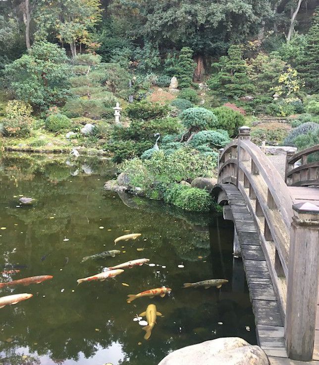 Verwitterte Holzbrücke über den Koi-Teich mit einer Vielzahl von grünen Sträuchern und Bäumen im Hintergrund.