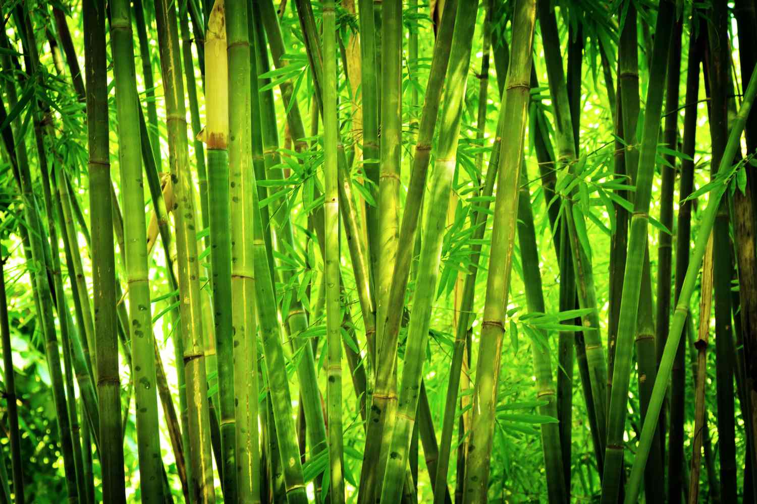Seto de bambú