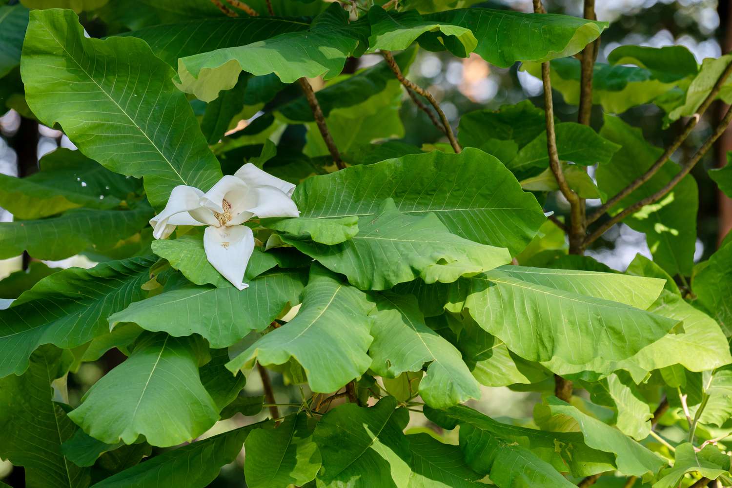 Großblättrige Magnolienzweige mit großen grünen Blättern und großen weißen Blüten