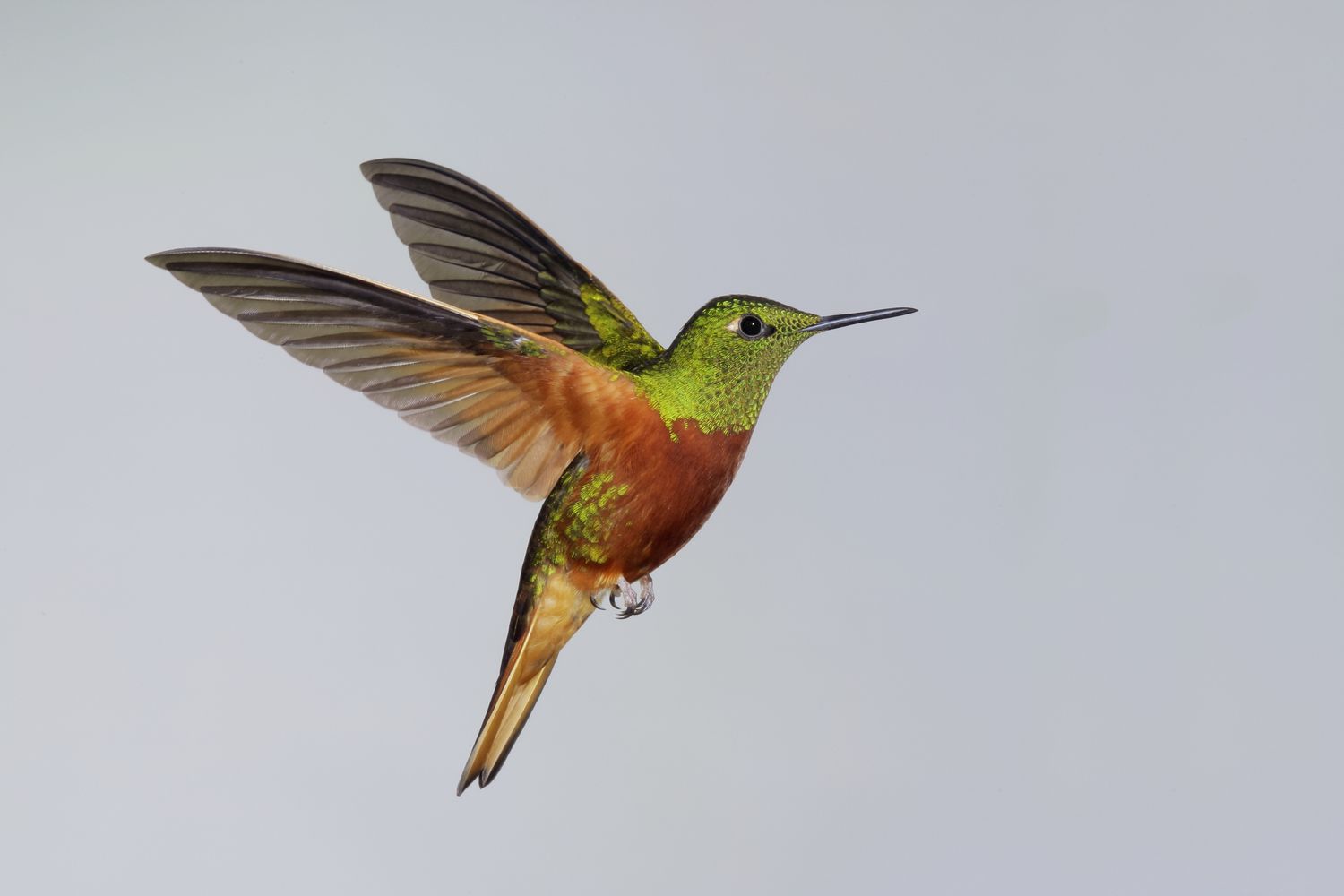 Kastanienbrust-Kolibri im Flug