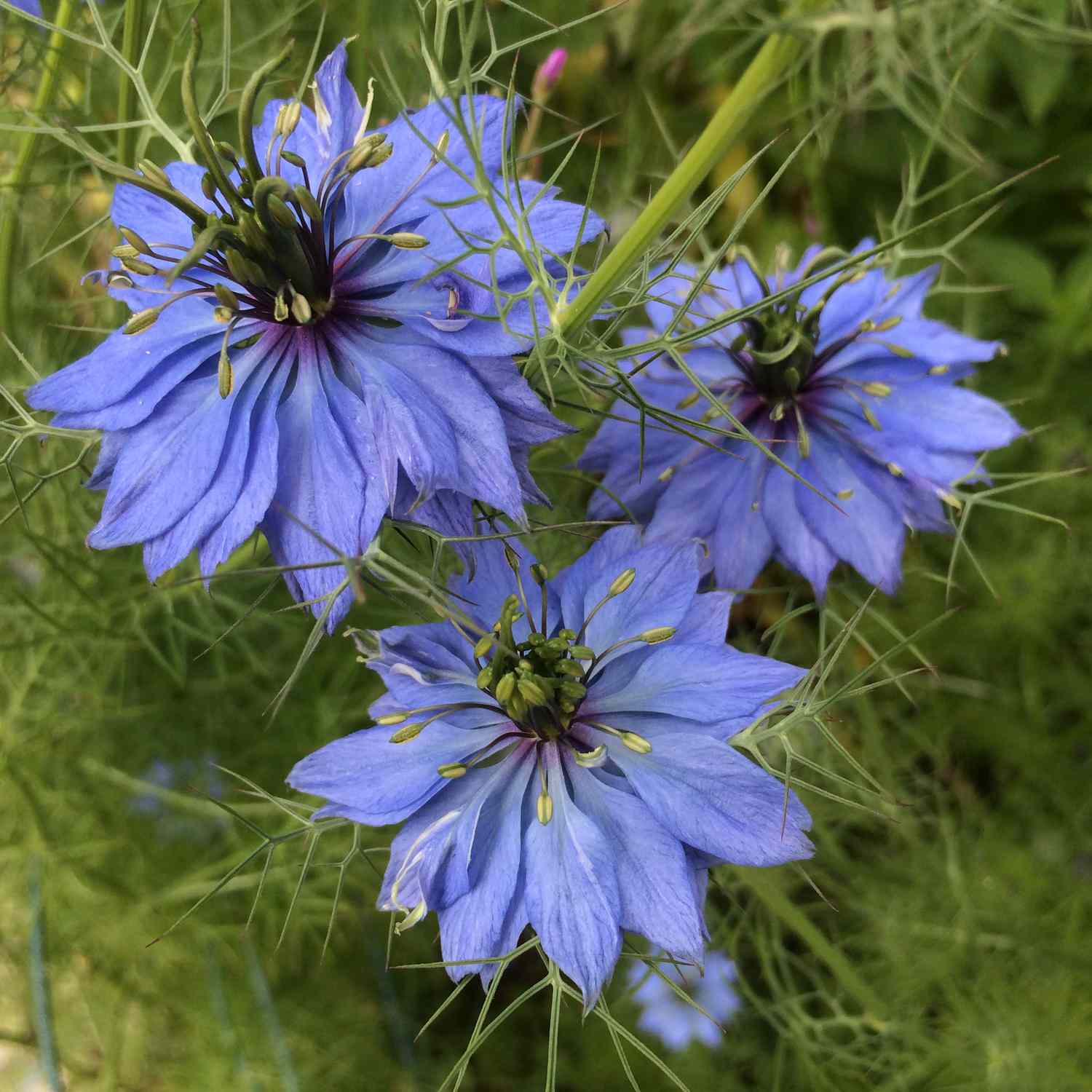 Liebe-im-Nebel-Blumen