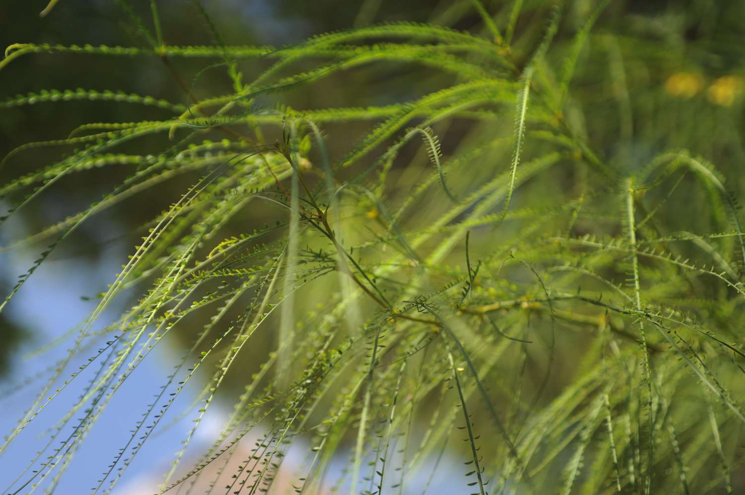 Palo verde thin pinnate stems with long feathery green leaves closeup