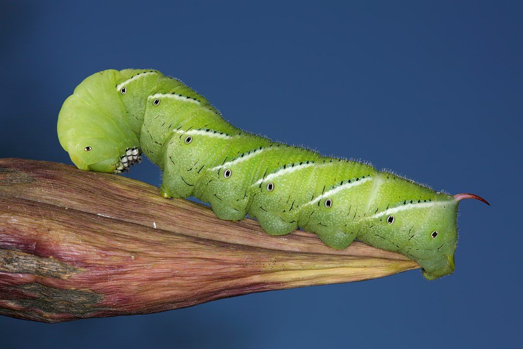 Tobacco hornworm