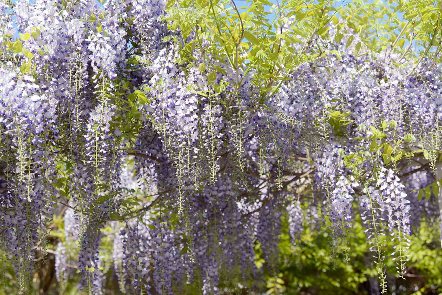 Japanischer Glyzinienbaum 'Multijuga' mit violetten Blüten, die an Ranken mit hellgrünen Blättern hängen