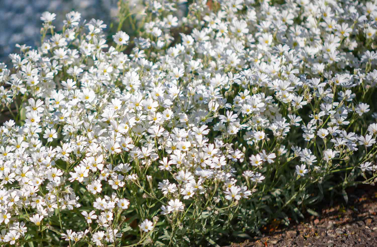 Schnee-im-Sommer-Pflanze mit kleinen weißen Blüten