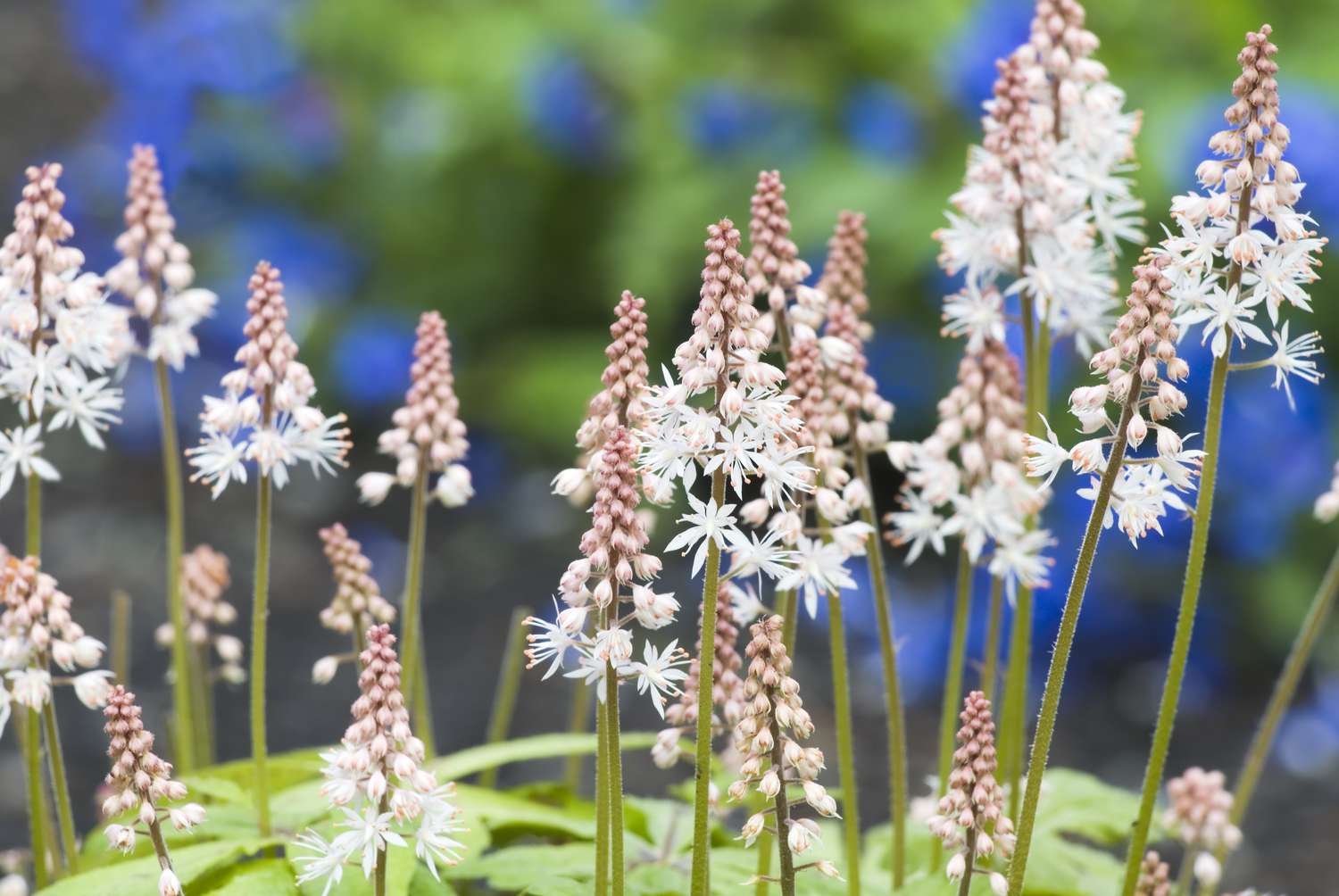 Schaumblüten (Tiarella cordifolia) - II