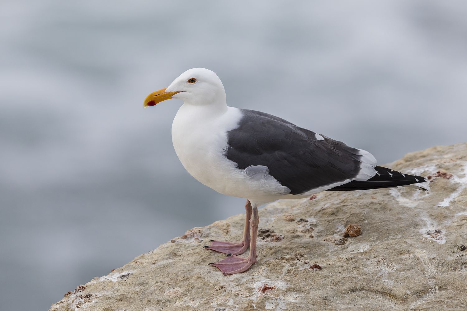 Kalifornienmöwe auf einer Klippe am Pazifik