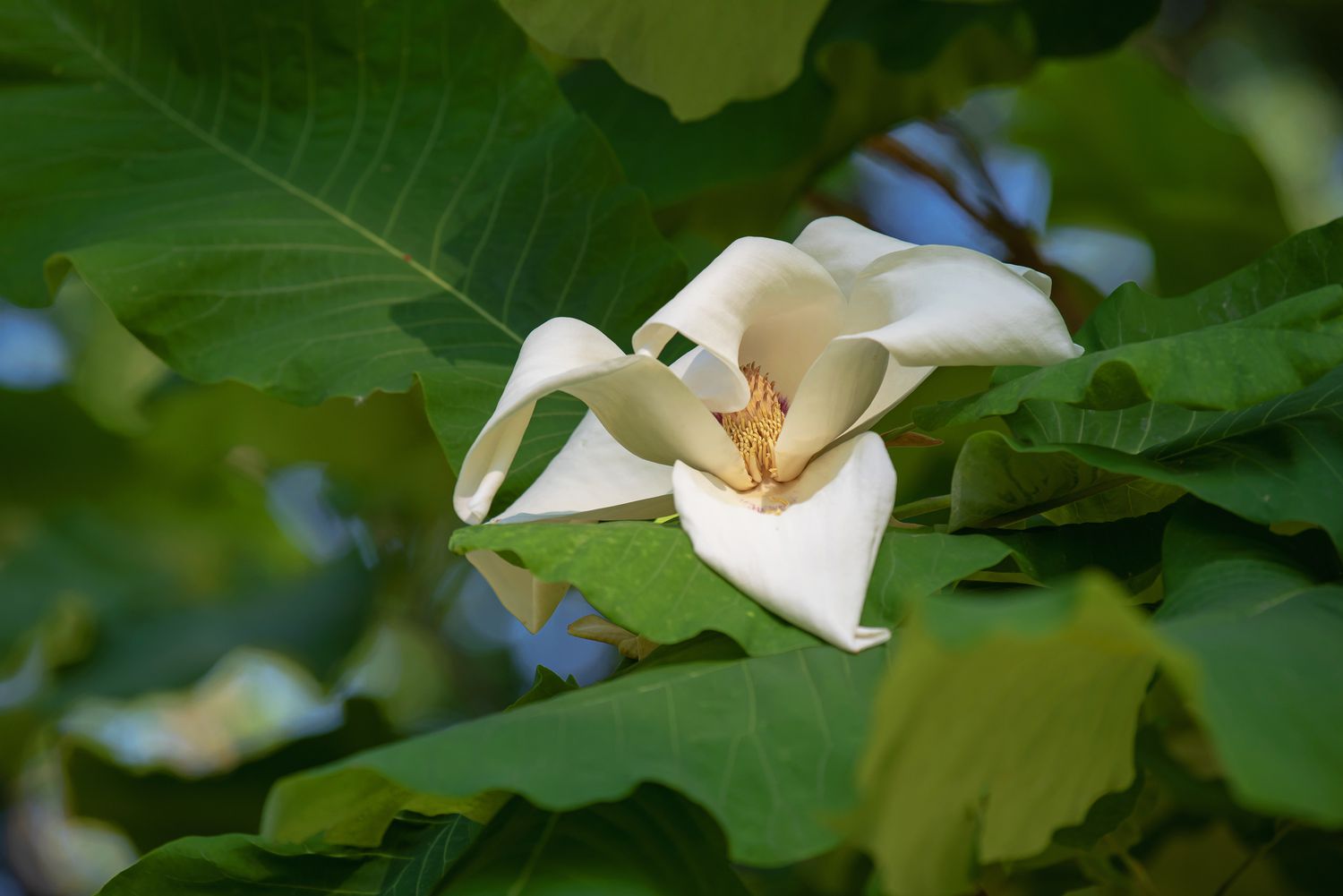 Großblättriger Magnolienzweig mit breit geäderten Blättern und großer weißer Blüte