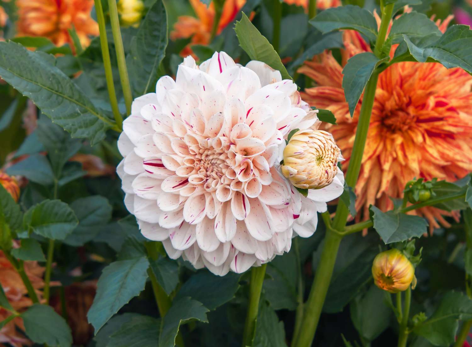 Dahlia 'Hulins Carnival' avec fleurs ornementales blanches et bourgeon entouré de feuilles