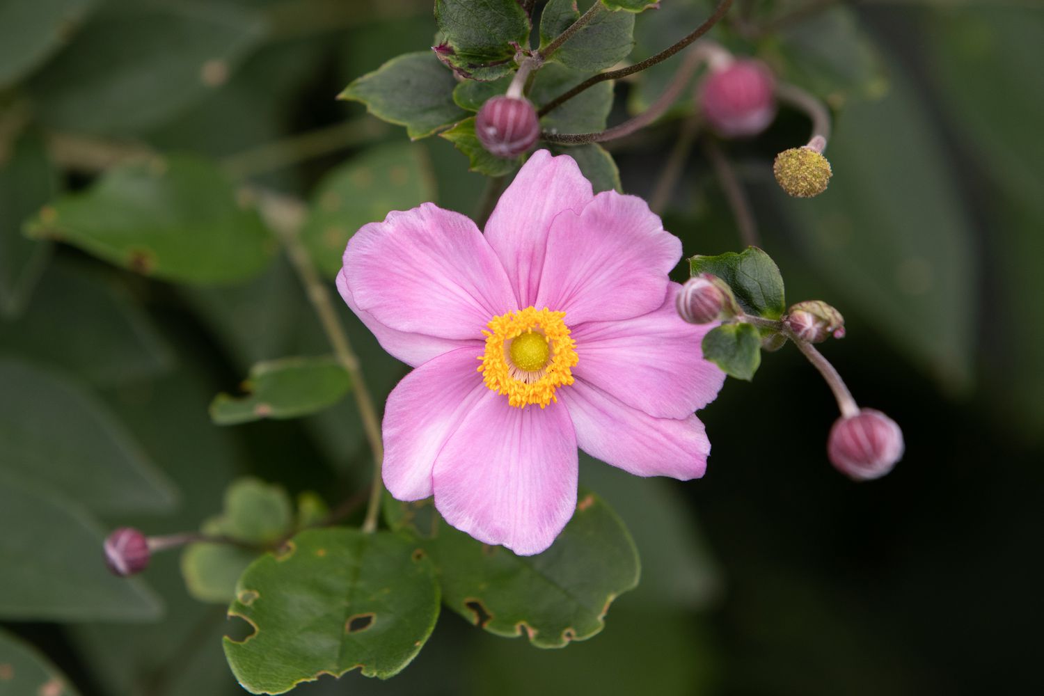 rosa Anemone honorine jobert