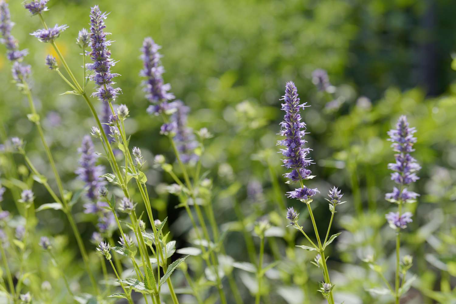 Lila Riesenhyssop-Pflanzenähren mit kleinen lila Blüten an der Spitze in Nahaufnahme