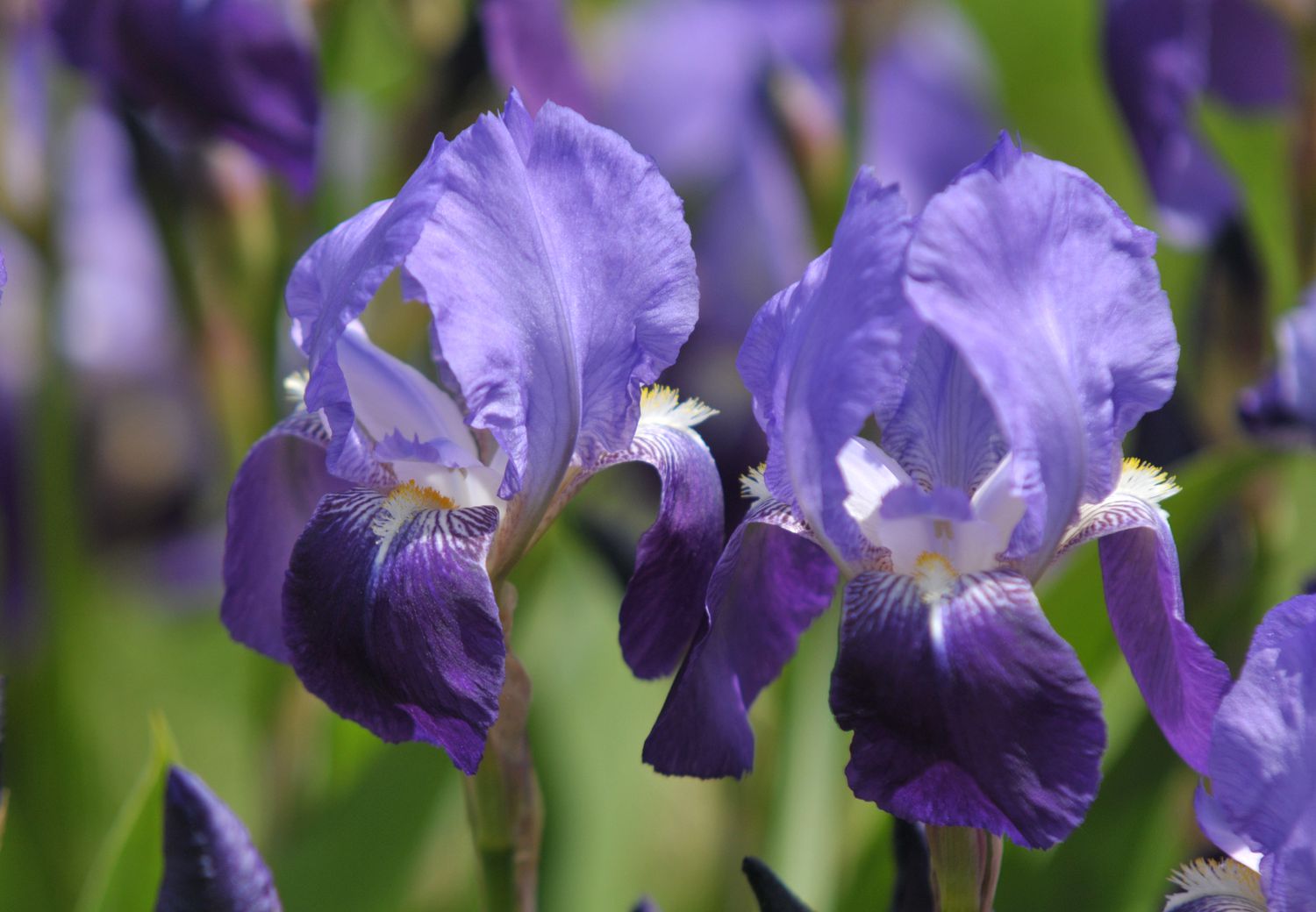 Flores de iris púrpura con centros blancos en primer plano a la luz del sol