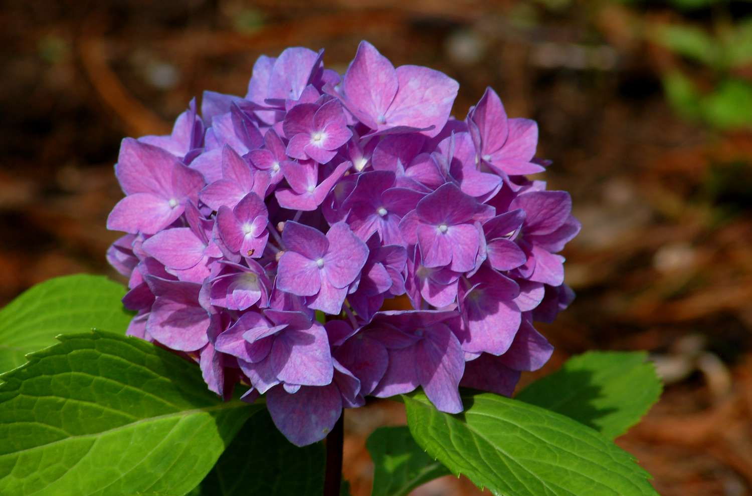 'Rhapsody Blue' Hortensie mit lila Blüten
