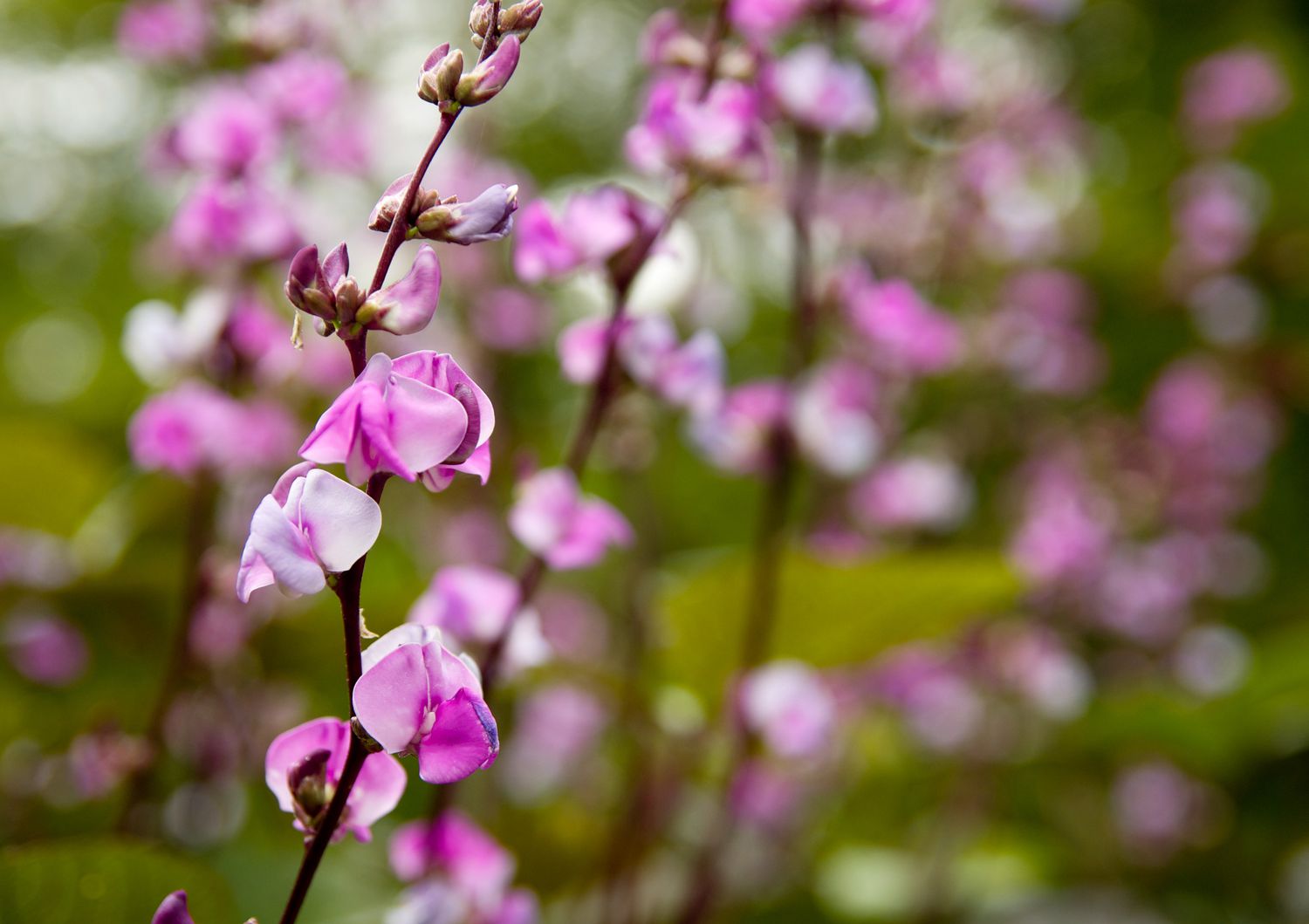 Hyazinthenbohnenblüten