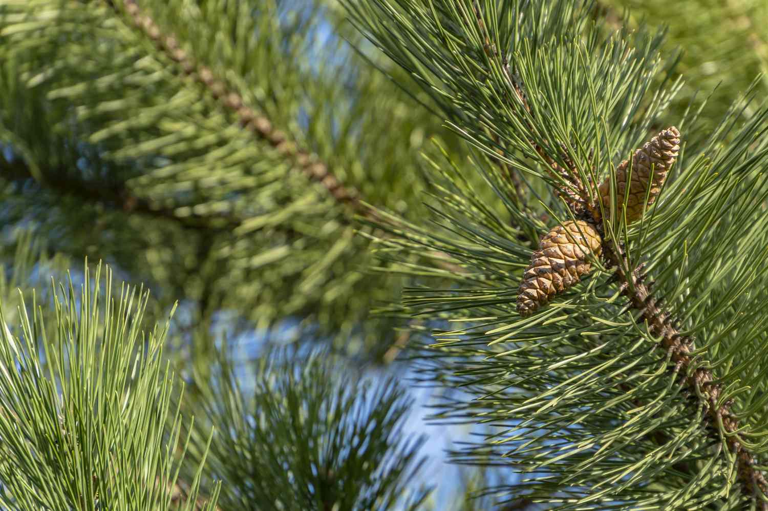 Junge Zapfen an einer Pinus nigra, österreichischen Kiefer oder Schwarzkiefer. Schöne lange Nadeln und Bokeh. Naturkonzept für Design. Selektiver Fokus auf den Vordergrund.