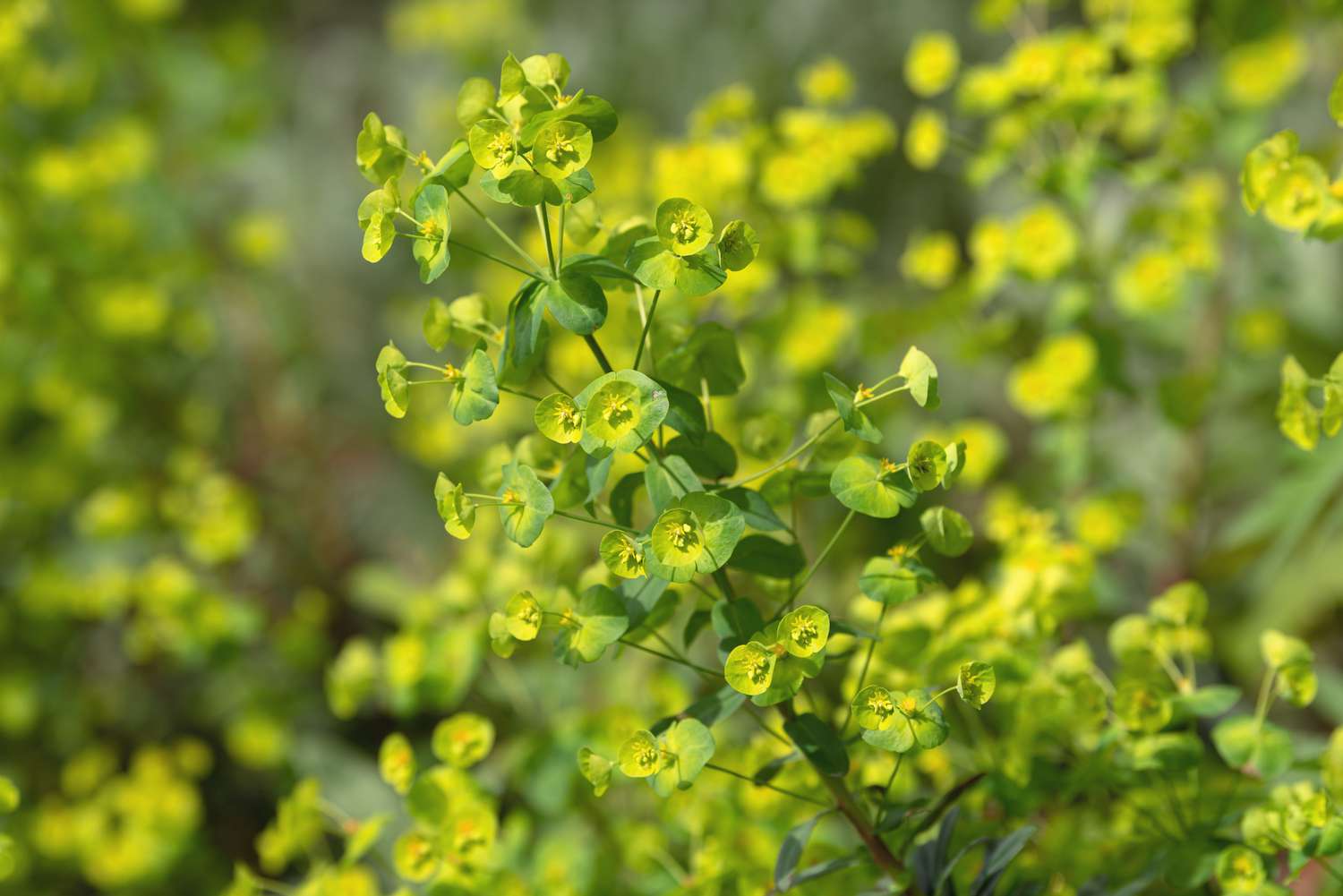 Planta de tártago con flores redondas de color amarillo verdoso agrupadas en el tallo
