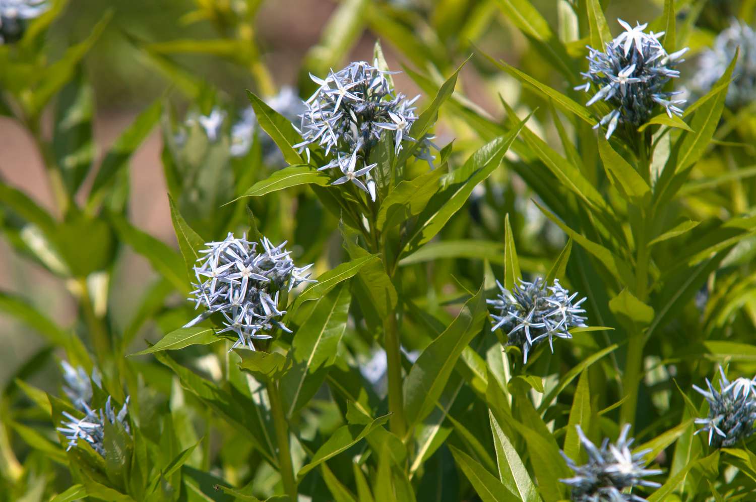Blauer Stern mit blauen sternförmigen Blütenbüscheln im Sonnenlicht