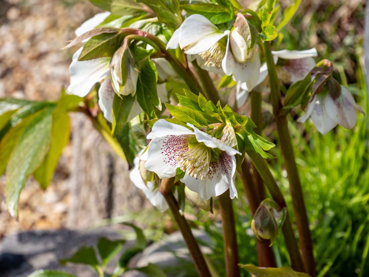 Orientalische weiße Nieswurz Schneerose in Blüte