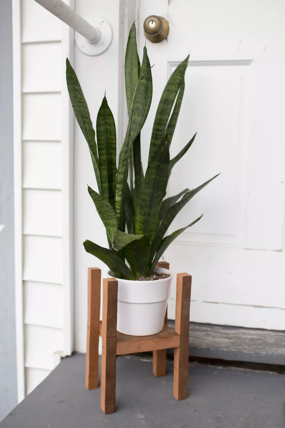 Uma planta cobra verde-escura em um vaso branco em um suporte de madeira.
