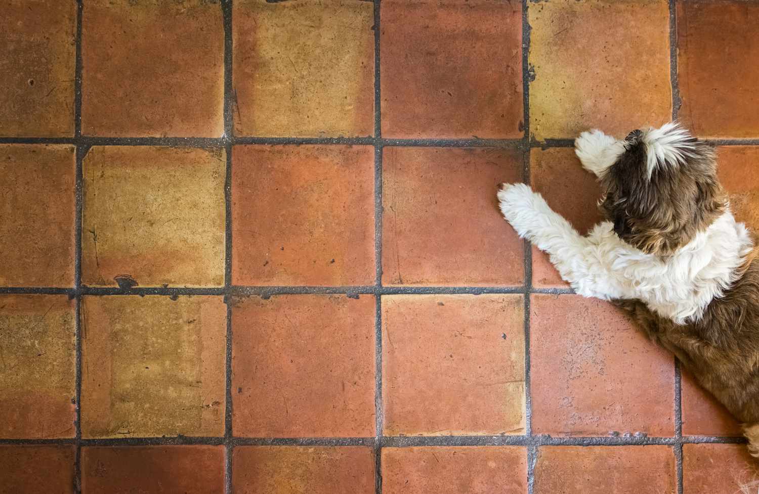 Hund auf roten spanischen Terrakottafliesen liegend