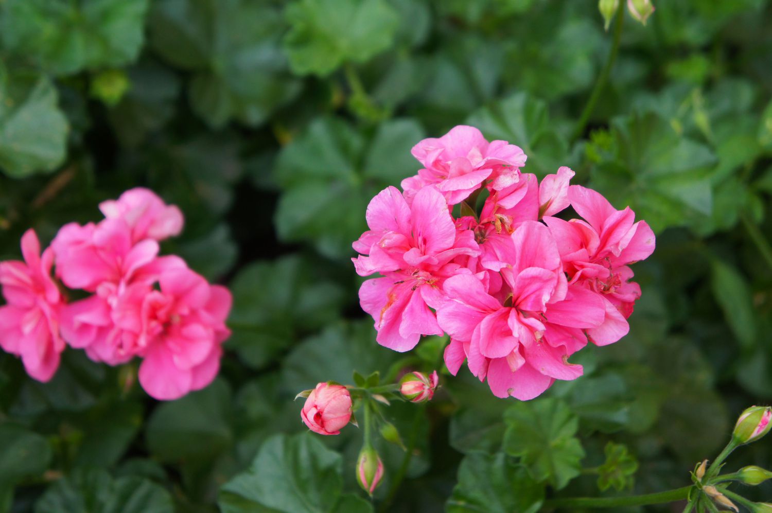 bright pink geraniums
