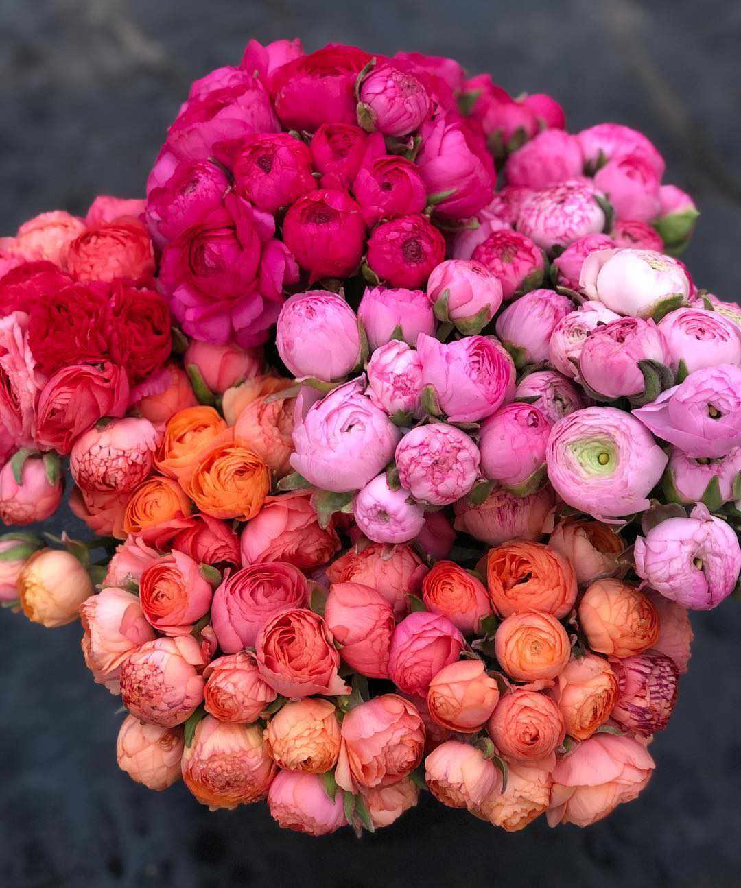 Pink, red, and orange flowers