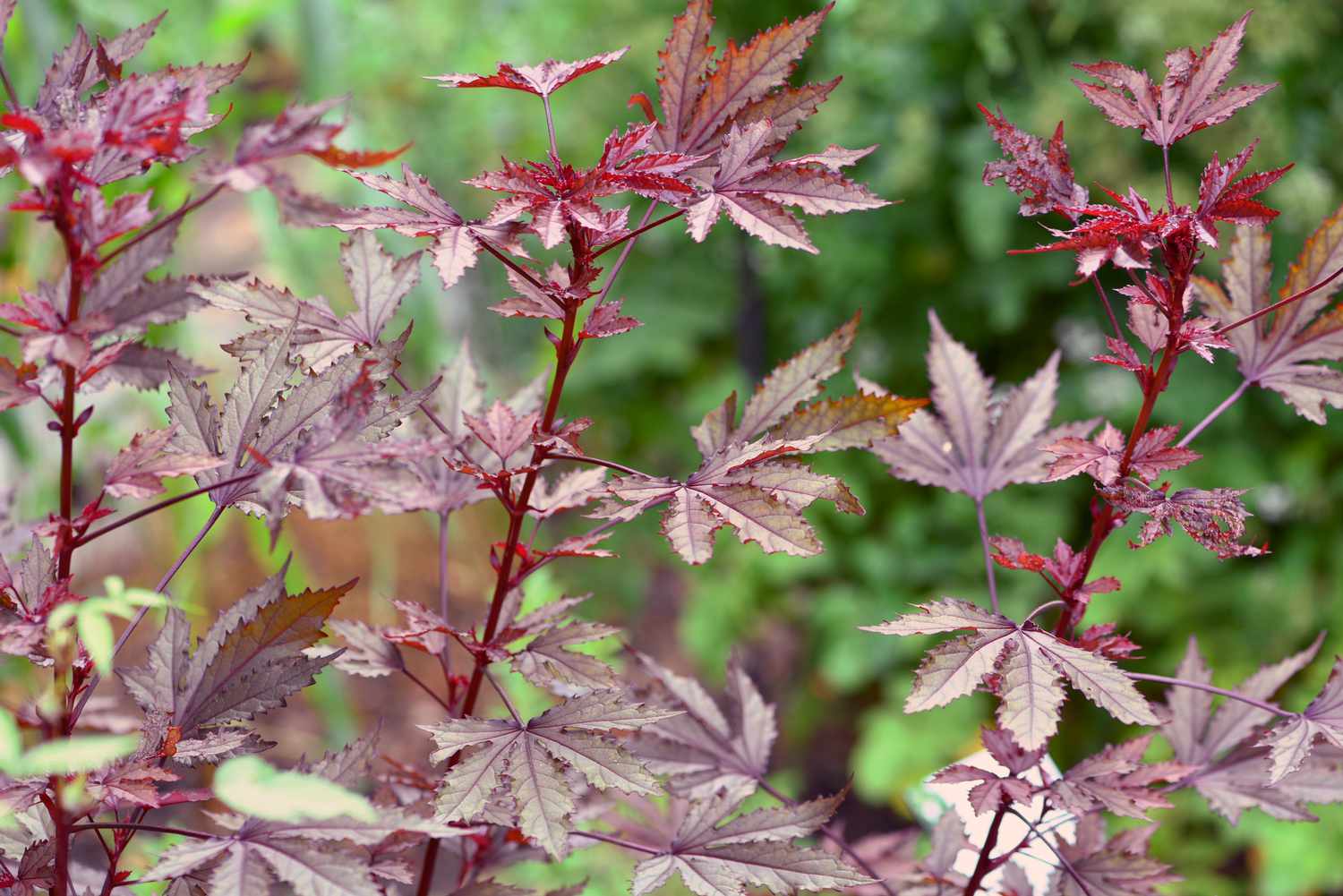 Hibiscus acetosella Pflanze mit kupfer- und burgunderfarbenen ahornähnlichen Blättern an roten Zweigen