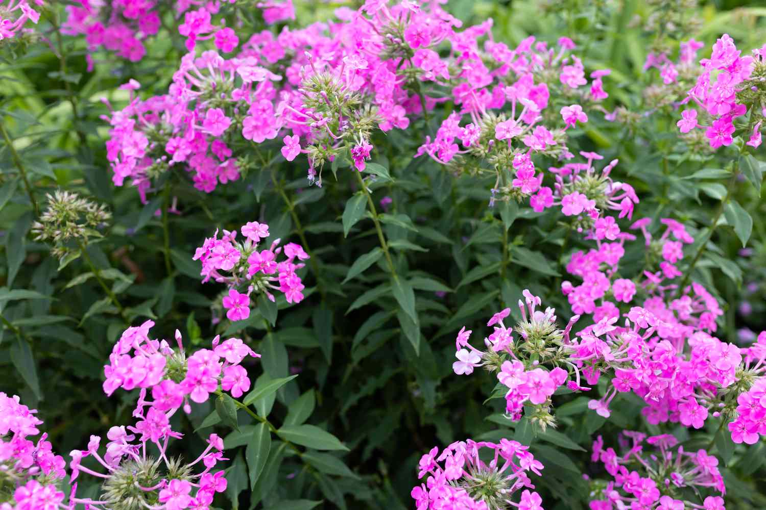 Phlox drummondii mit rosa Blüten und Stängeln