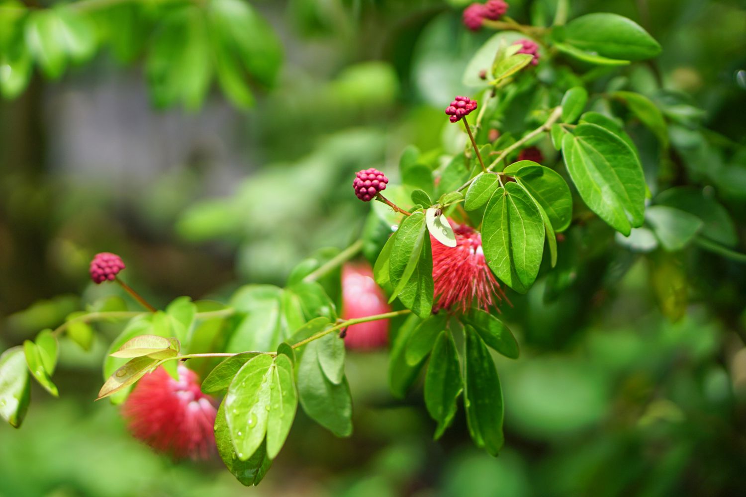 Fairy duster plant branch with red flower buds clustered on thin stems