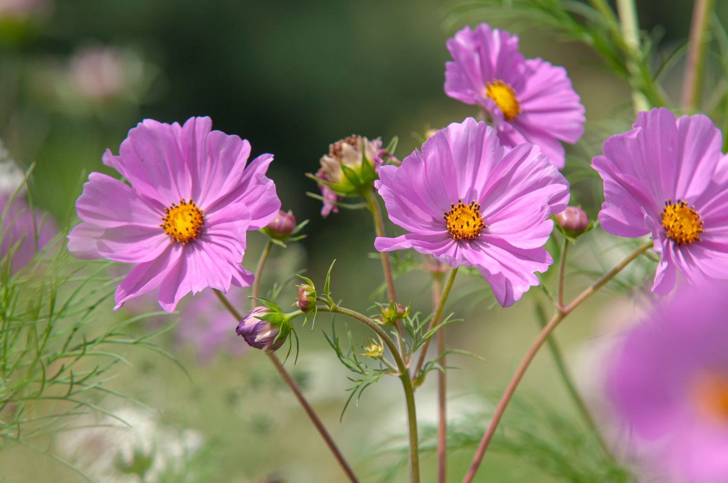 Rosa Kosmosblüten mit gelber Mitte und Knospen an dünnen Stielen in Nahaufnahme