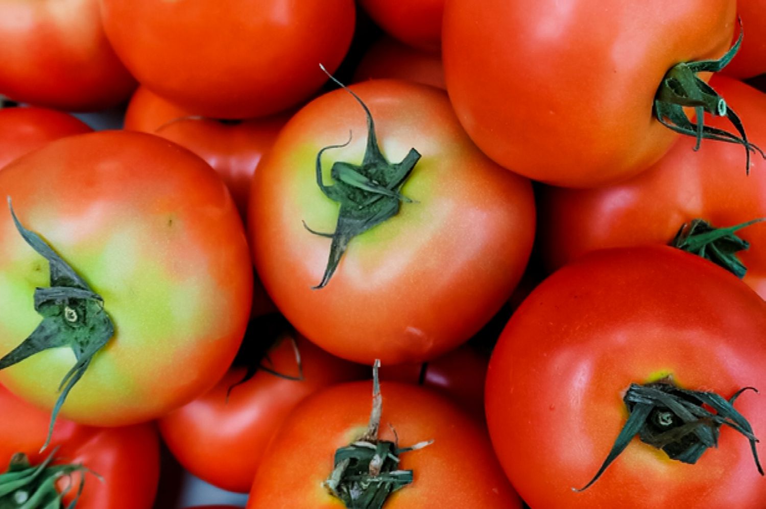 Tomaten mit grünen Schultern