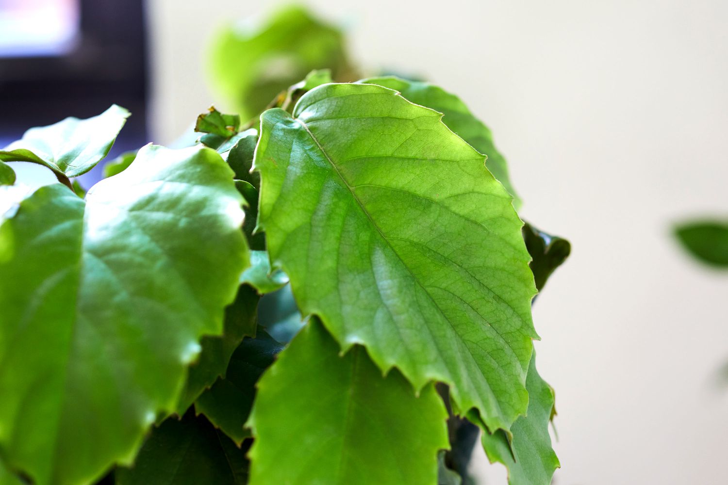 Planta de Tetrastigma com folhas com nervuras e bordas pontiagudas em closeup