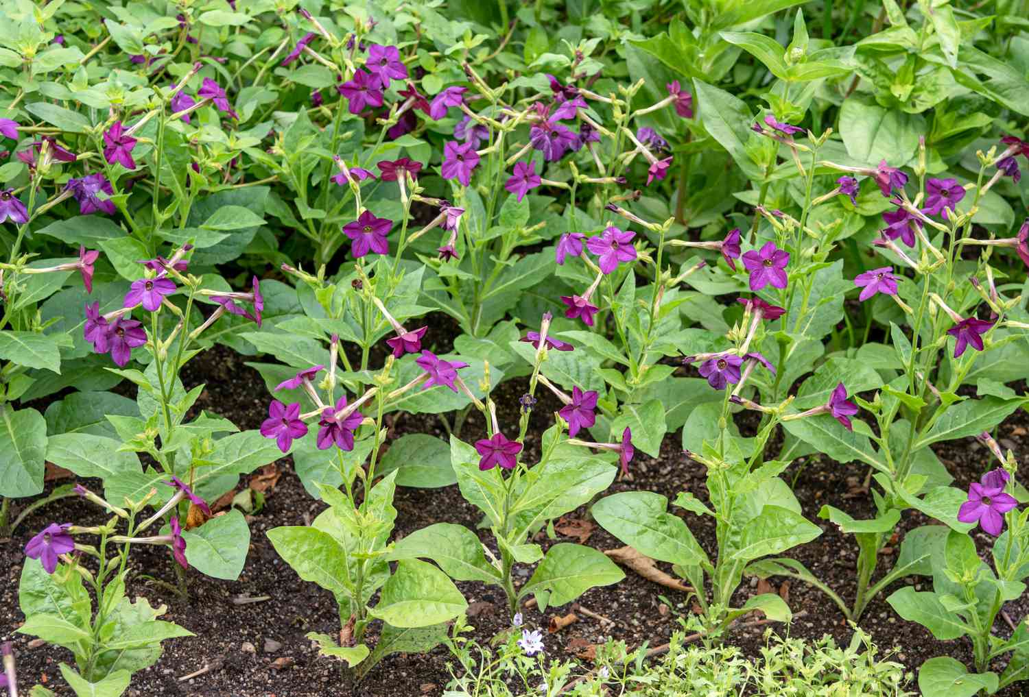 Blühende Tabakpflanze mit lila trompetenförmigen Blüten