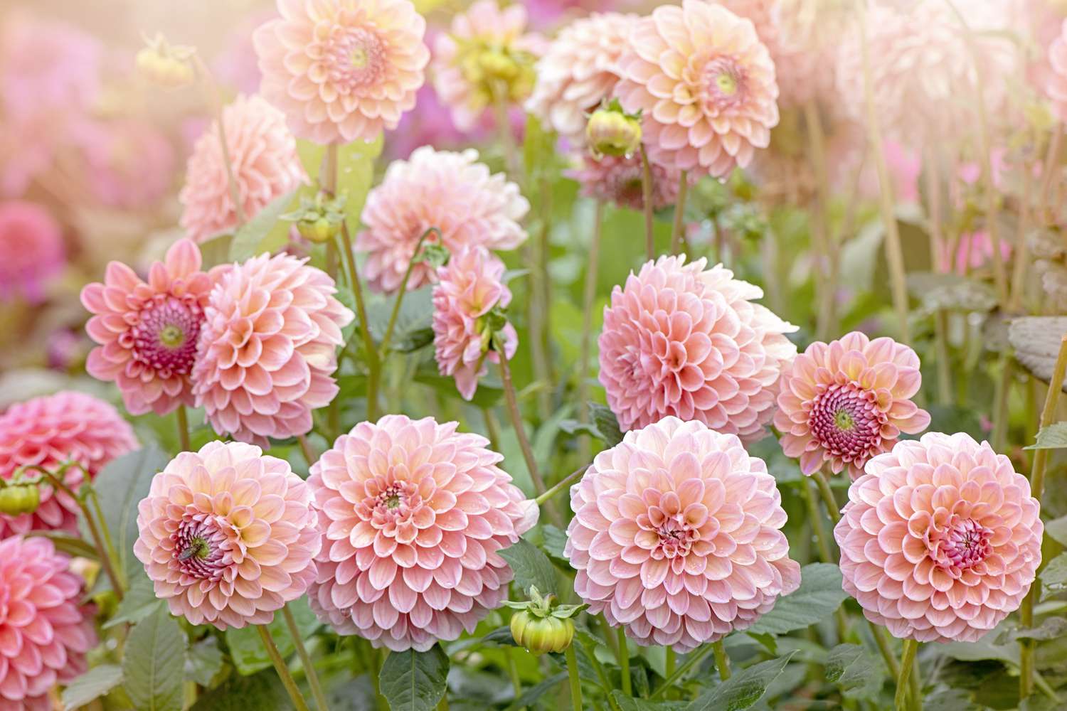 Nahaufnahme der schönen, im Sommer blühenden, zartrosa-farbenen 'Pompon'-Dahlie im sanften Sonnenschein