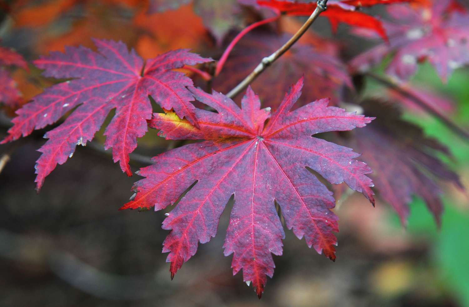 Koreanischer Ahorn rote und violette Blätter in Großaufnahme