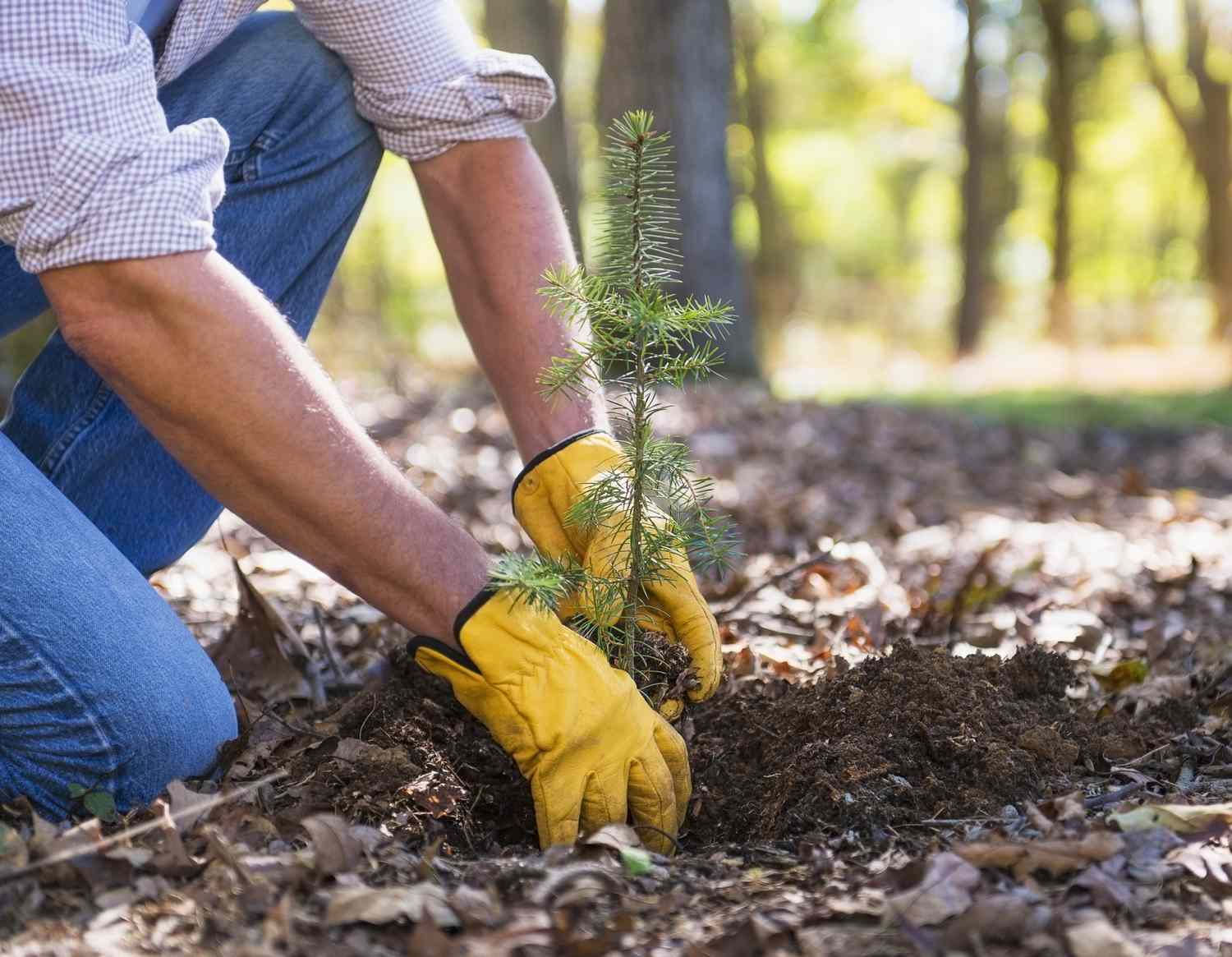 Person, die einen Baumsämling pflanzt