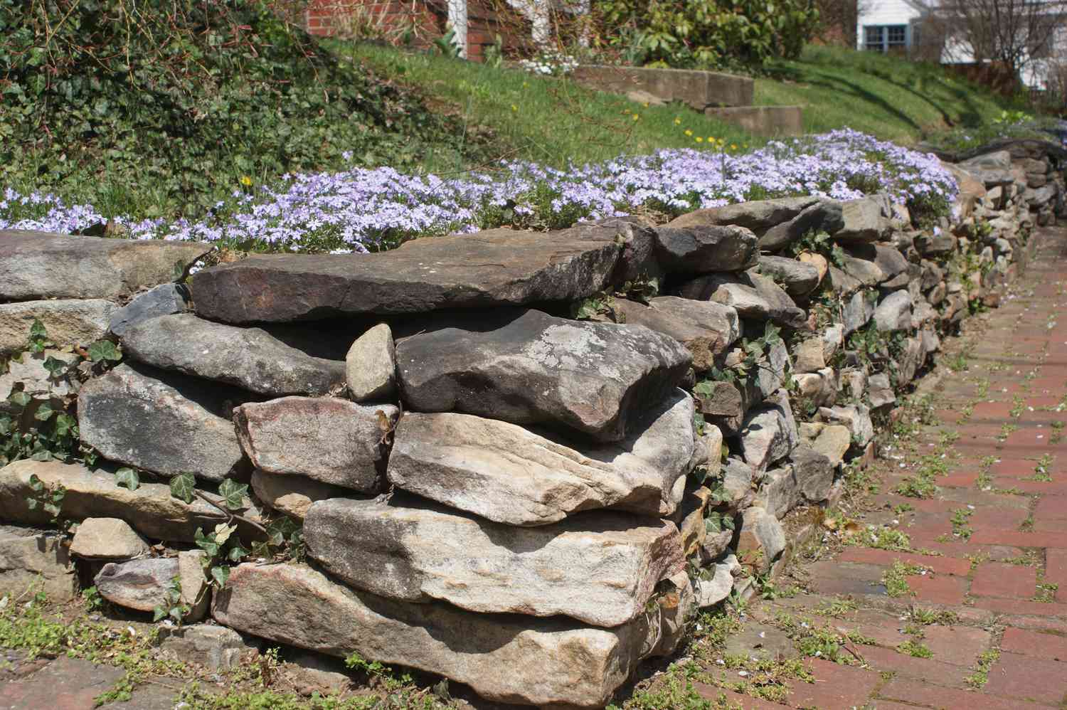 Muro de contención de piedra con phlox rastrero creciendo en su parte superior.