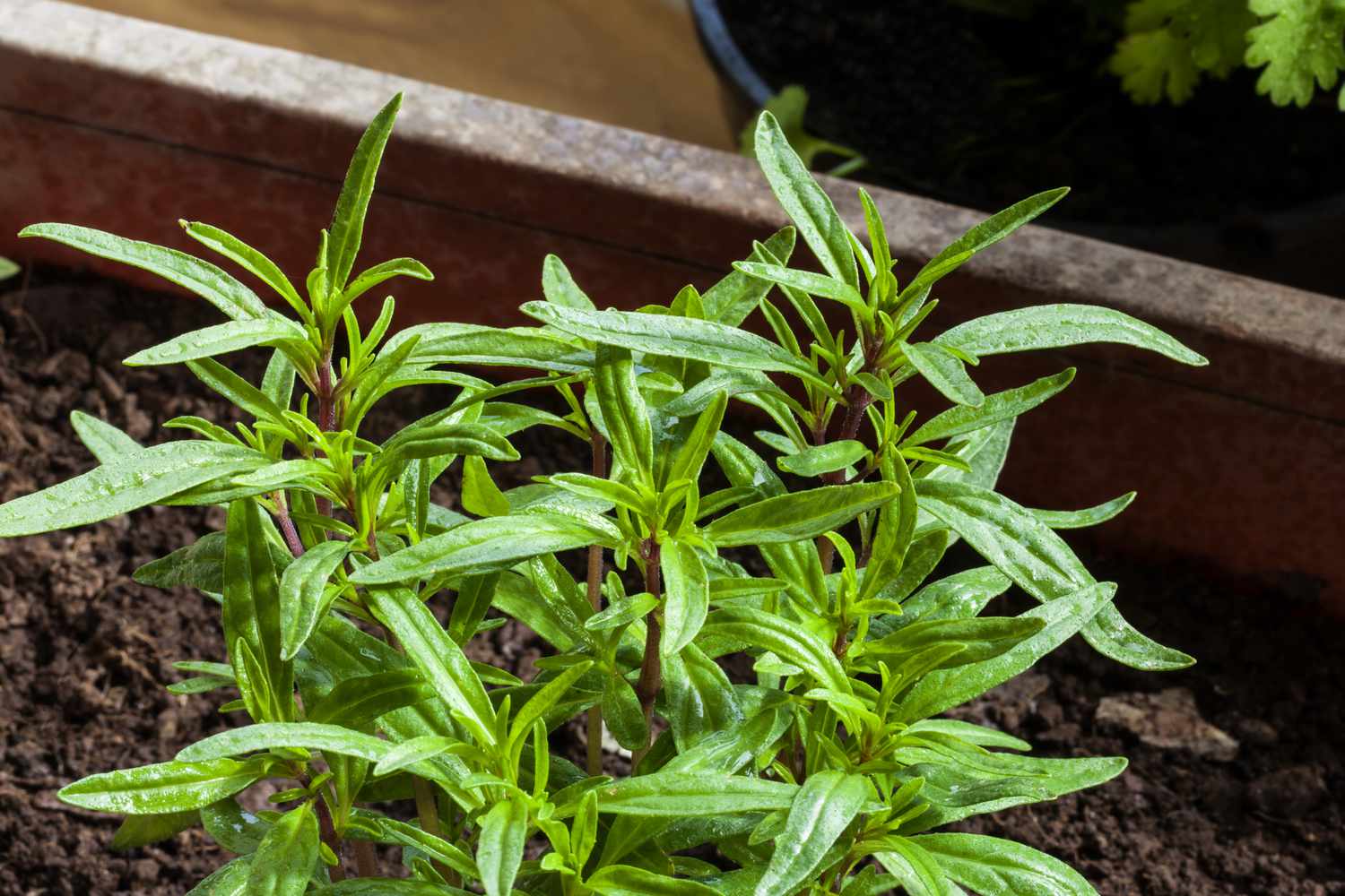 Sarriette d'été - jeune plante herbacée, annuelle ( Satureja, hortensis)