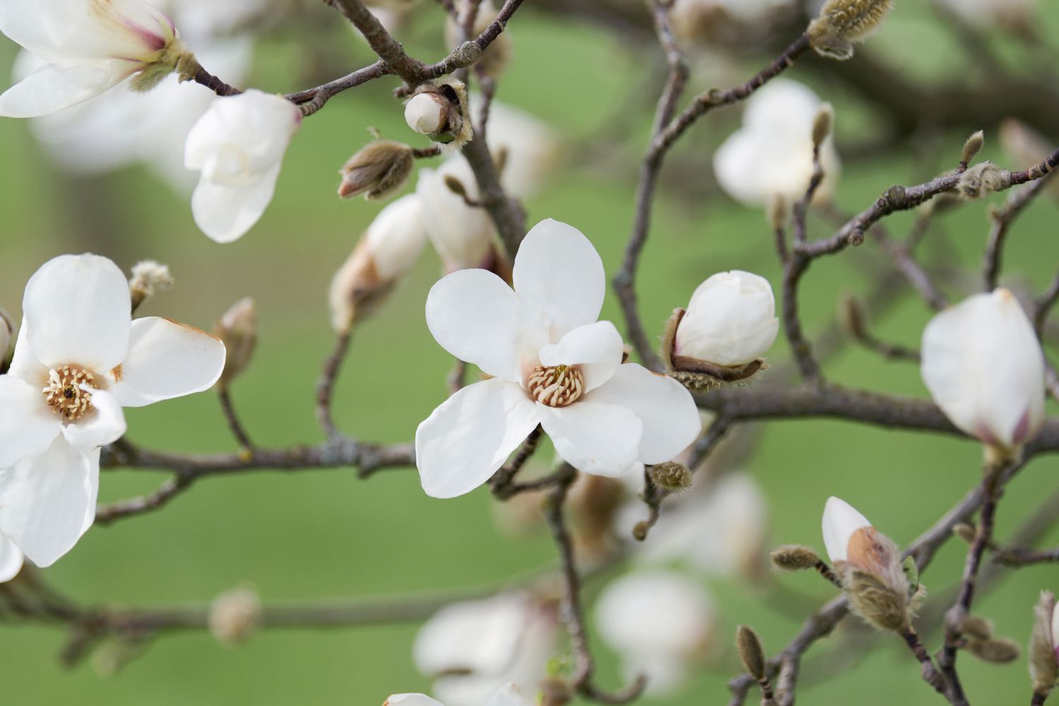 Kobus-Magnolienbaumzweig mit weißen Blüten und Knospen
