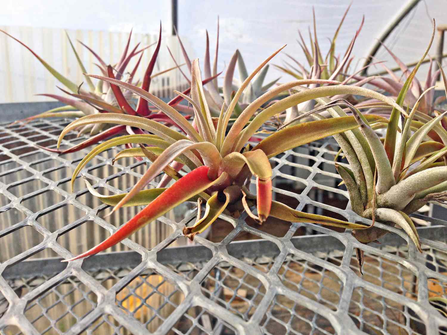 'Peach' air plant with green, yellow, and orange tones