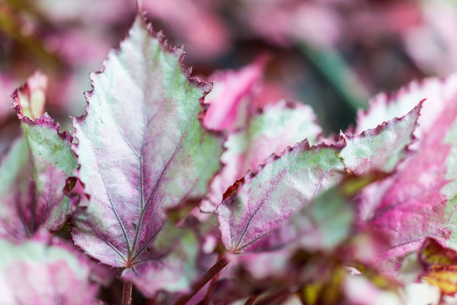 Macro closeup de folhas verdes e roxas de begônia rex