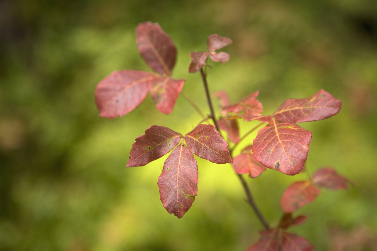 Roble venenoso