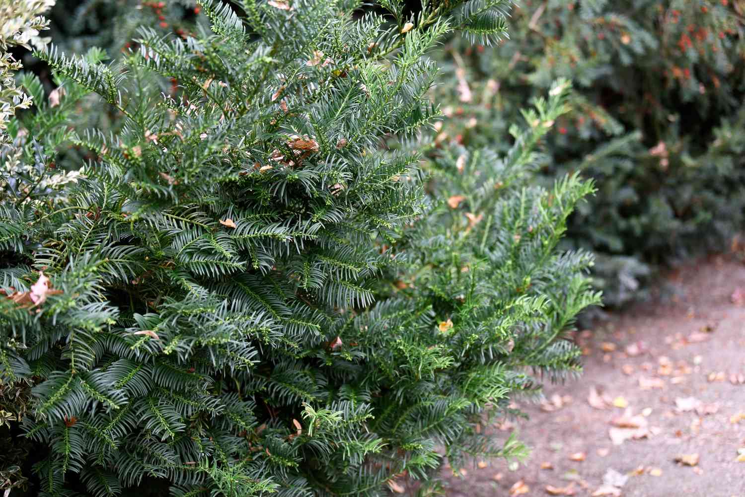 Japanischer Pflaumen-Eibenstrauch mit nadelförmigen Blättern auf Zweigen, die mit braunem Falllaub bedeckt sind