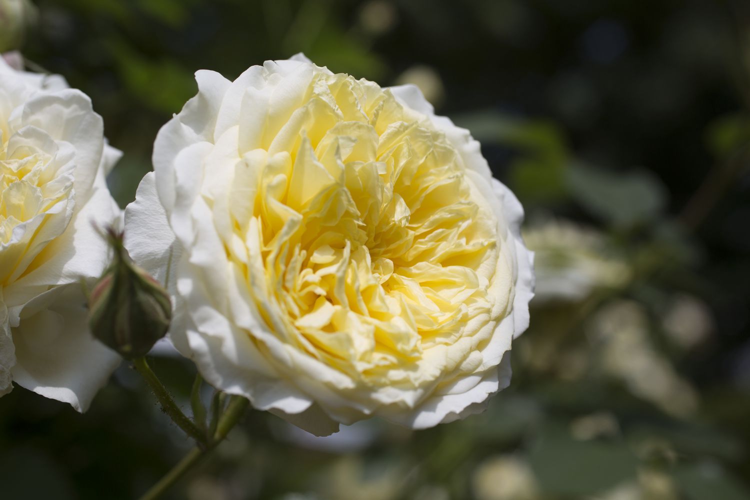 'La Peregrina' rosa inglesa de pétalos amarillos y blancos