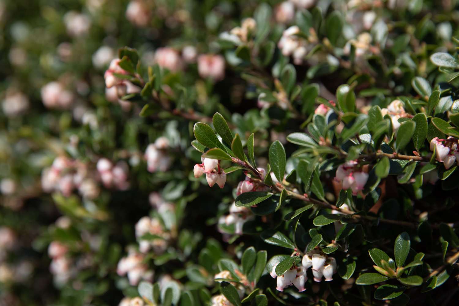Bärentrauben-Unterstrauch-Zweige mit kleinen weißen und rosa glockenförmigen Blüten