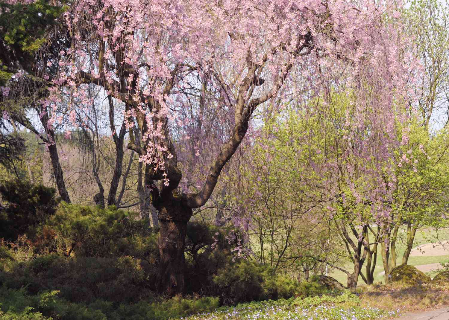 Cerejeira japonesa com galhos longos e pequenas flores cor-de-rosa
