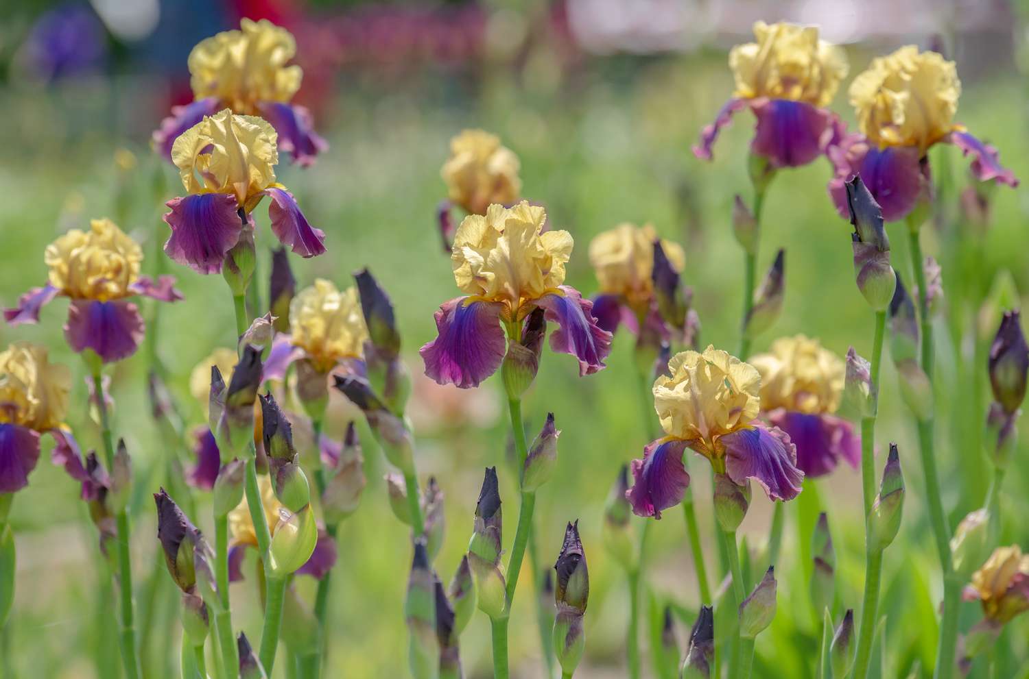 Irisblüten mit gelben Standard- und violetten Herbstblättern und Knospen an hohen dünnen Stängeln
