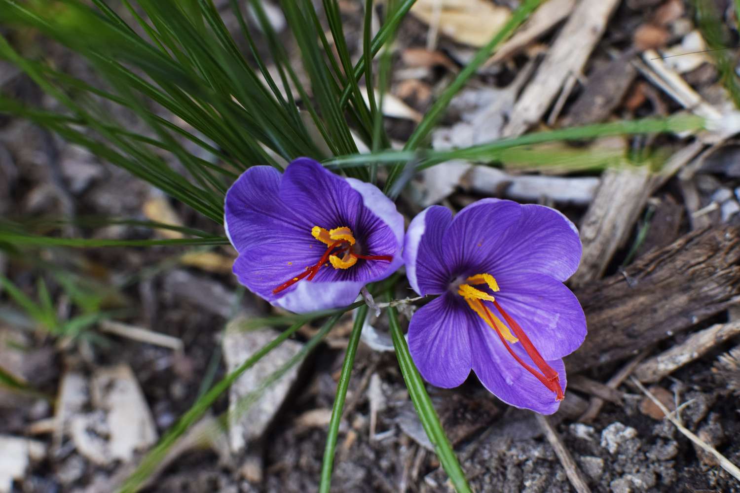 Safrankrokus-Krautpflanze mit leuchtend lila Blüten mit orangefarbenen Stempeln in der Mitte